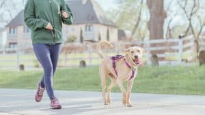 Why Your Morning Walk Might Be Smarter Than Your Therapist Kidding But Maybe Not_Mainspring Wellness